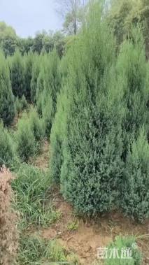 高度70厘米圆柏