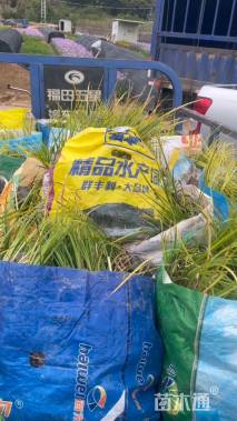 高度28厘米金叶石菖蒲