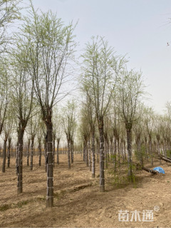 18公分嫁接垂柳