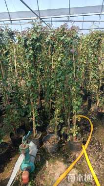 高度150厘米木香