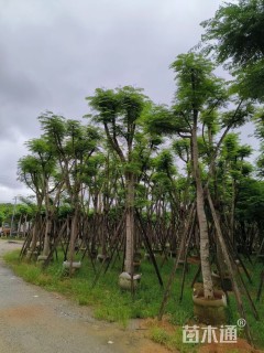 18公分凤凰木
