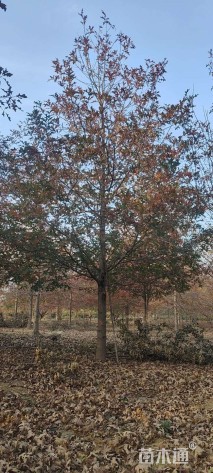 16公分娜塔栎