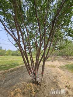 高度700厘米丛生山桃