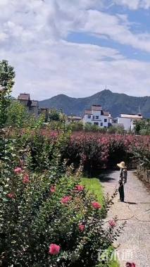高度150厘米美国紫薇