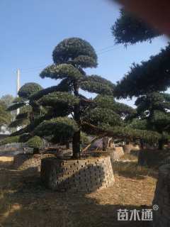 容器苗造型罗汉松