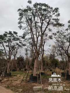 25公分凤凰木