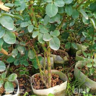 高度40厘米丰花月季