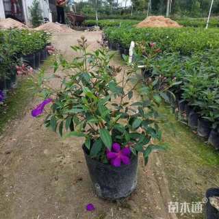 高度20厘米巴西野牡丹