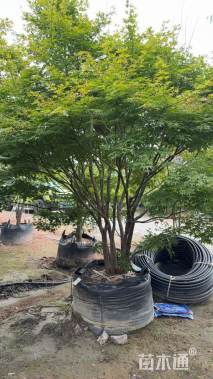 高度300厘米丛生红
