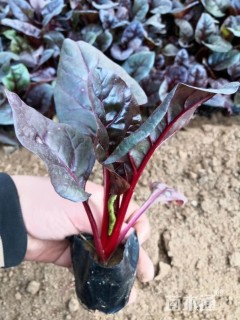 高度15厘米红叶甜菜