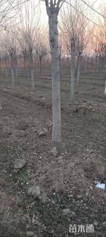 15公分金叶白蜡