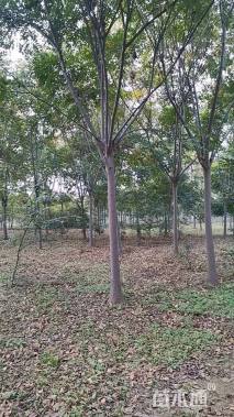 14公分栾树
