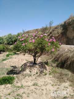 高度300厘米牡丹