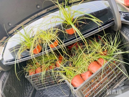 高度20厘米金叶苔草