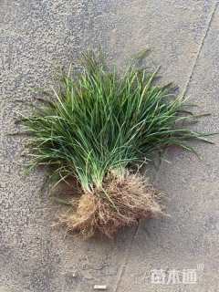 高度20厘米细叶麦冬草