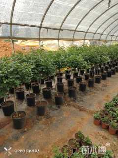 高度80厘米高杆月季