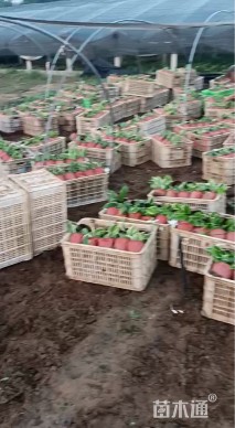 高度25厘米金边玉簪