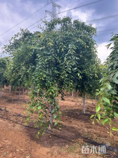 10公分垂枝樱花