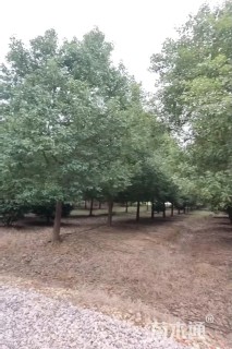 14公分香樟