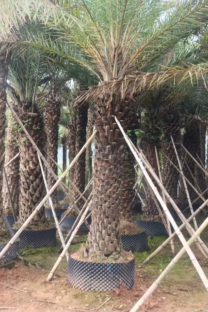 裸干高300厘米银海枣