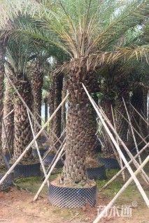 裸干高300厘米银海枣