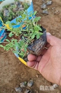 高度12厘米姬岩垂草
