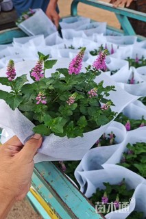 高度20厘米穗花婆婆纳