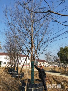 19公分染井吉野樱