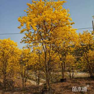 15公分黄花风铃木