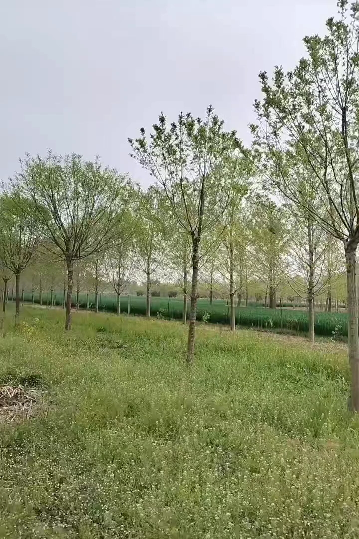 10公分流苏树