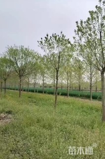 10公分流苏树