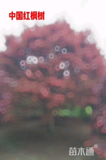 28公分日本红枫