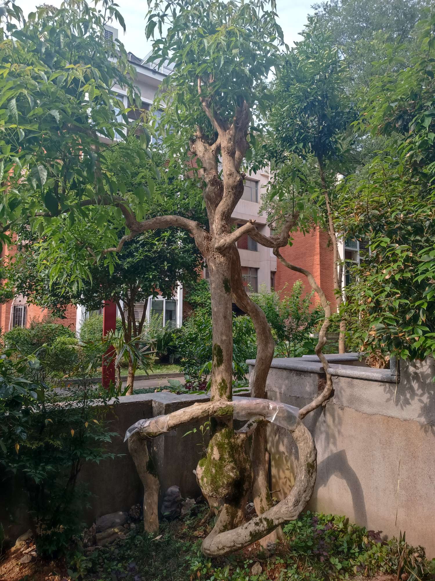 高度500厘米黄荆