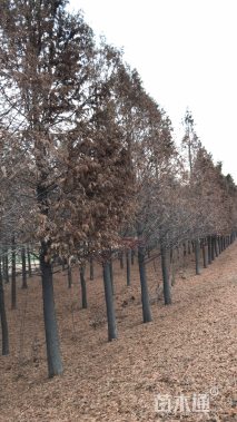 18公分中山杉