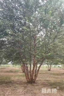 高度700厘米丛生河桦