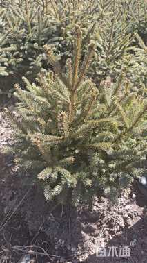 高度60厘米青海云杉