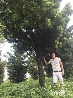 26公分罗汉松