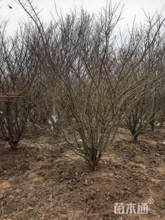 高度200厘米蜡梅