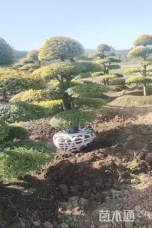 10公分造型亮晶女贞