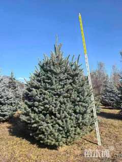 高度400厘米雪松