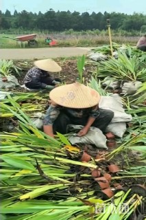 高度30厘米水生美人蕉