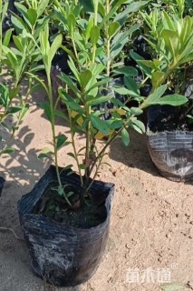 高度20厘米夏鹃小苗