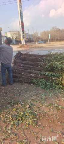 高度100厘米榆树小苗