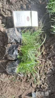 高度10厘米青绿苔草