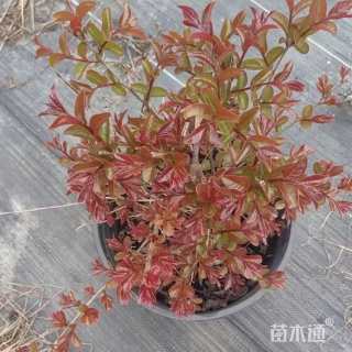 高度80厘米矮生紫薇