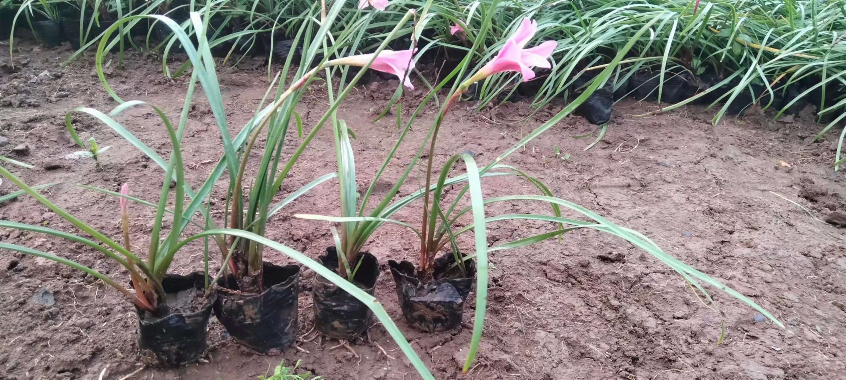 高度20厘米红花葱兰