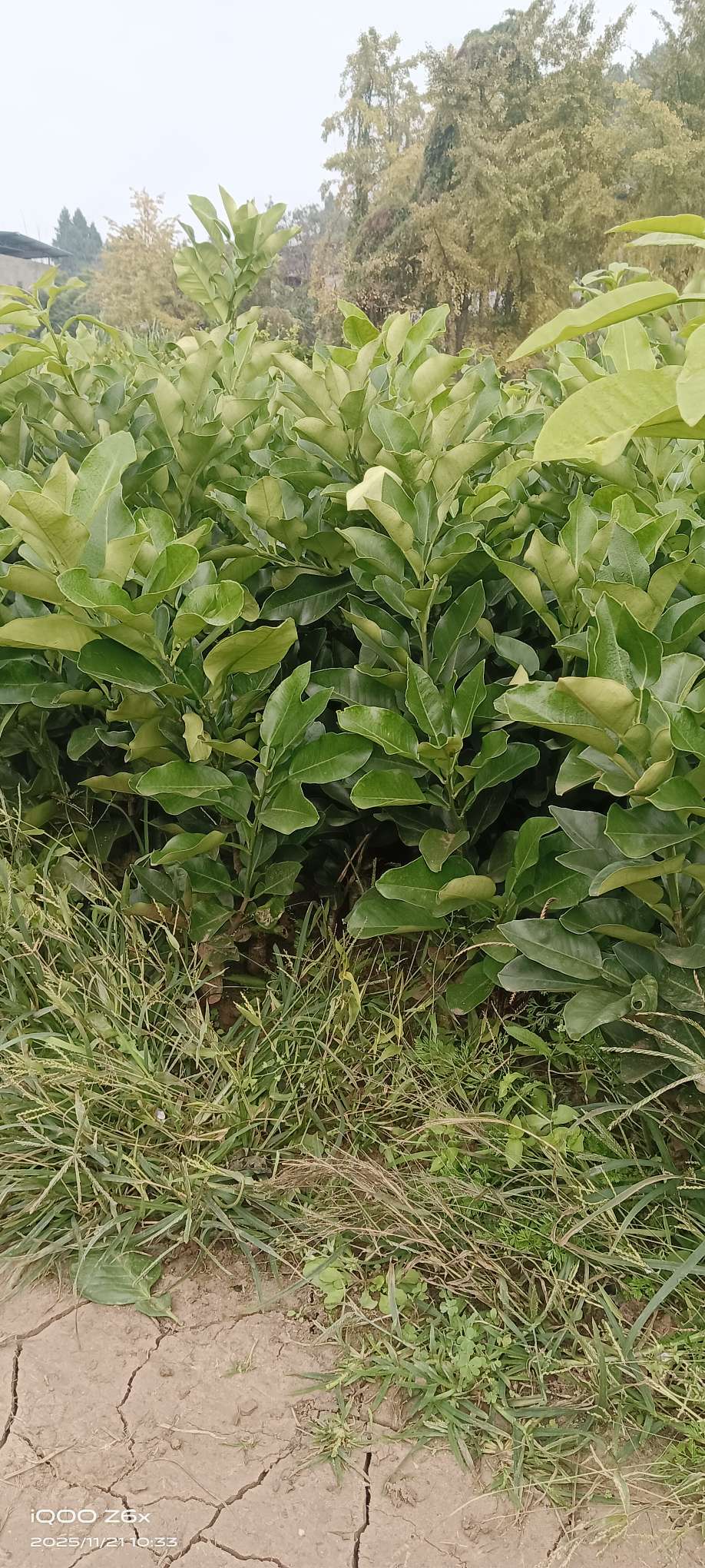 高度30厘米红心柚