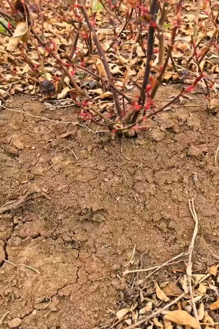 高度50厘米红帽月季