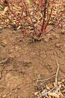 高度50厘米红帽月季