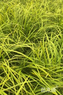 高度40厘米金叶石菖蒲